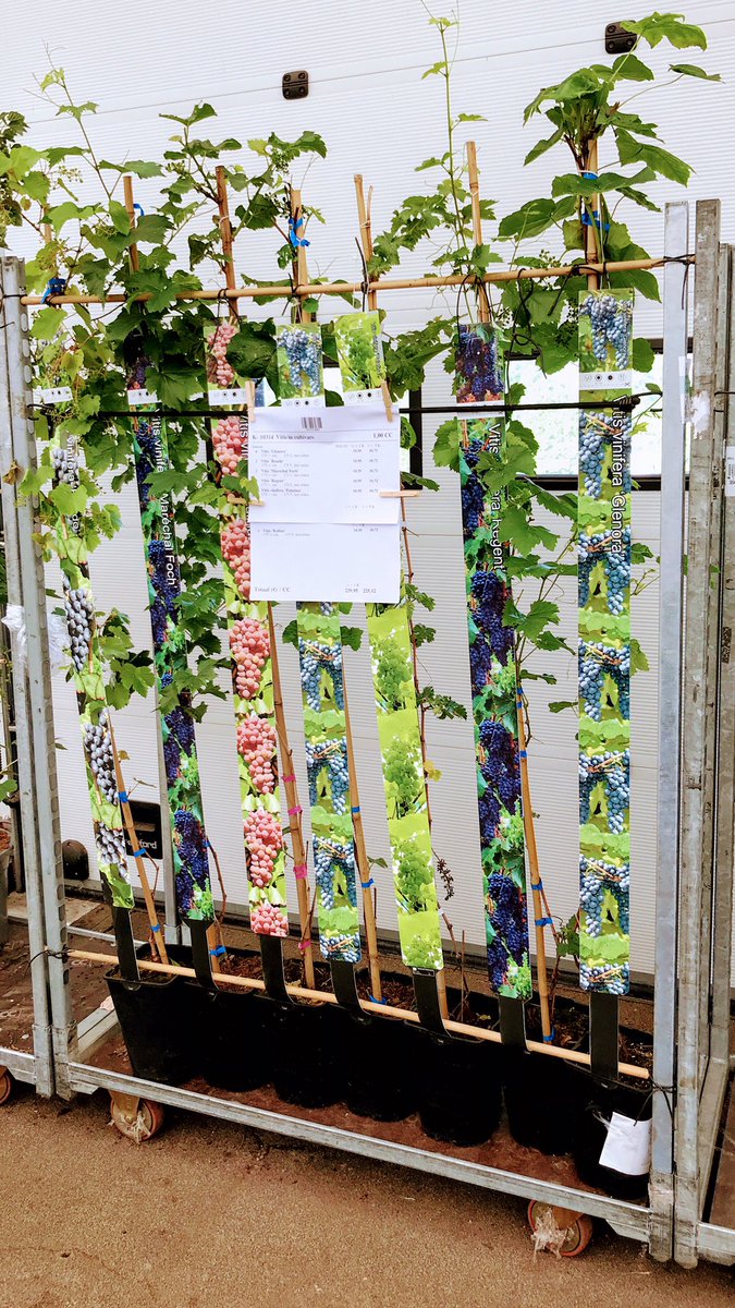 Groen Direkt’s “1 monster presentatie” #hkfoto