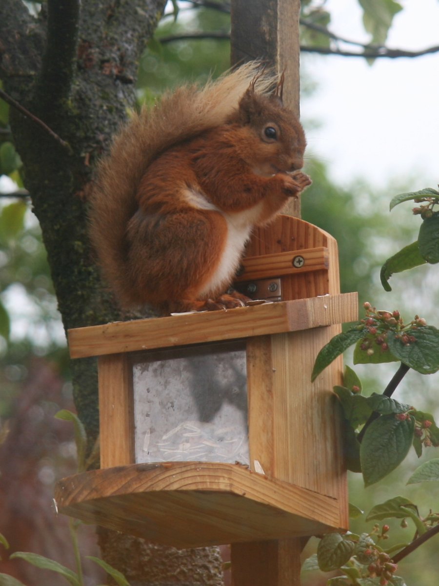 hilltopfurn's tweet photo. @brsquirrel @cumbriawildlife @RedSquirrelsNE A very damp looking squirrel having breakfast this morning https://t.co/IsmzAF2PGz