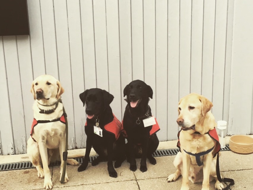 RCNi_Steph's tweet photo. Stress-busting dogs help nursing students cope with their courses @MiddlesexUni 

https://t.co/MvtpiXH57S https://t.co/fm2wa9F7fX