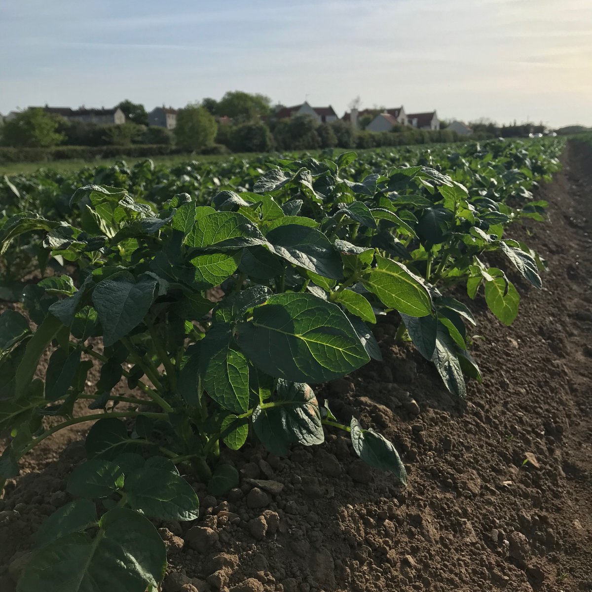 thevegshed1's tweet photo. This weather really has been glorious for everyone to enjoy but many farmers up and down the country are desperate for rain. This is to ensure crops produce high quality products for you all to enjoy. 

Fingers crossed more rain comes in the next few days and weeks 🤞 https://t.co/TVHxvcJWgu