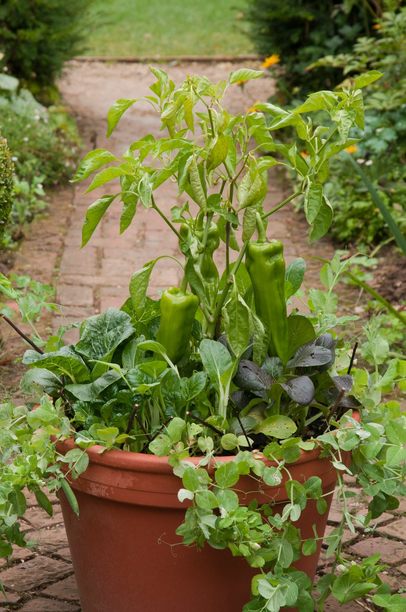 Cut and come again salads are a great idea if you want to start to #GrowAtHome. You can produce your own mixed salads by growing a range of leafy salads that will sprout again once cut. 
See what to plant here: rhs.org.uk/advice/profile…