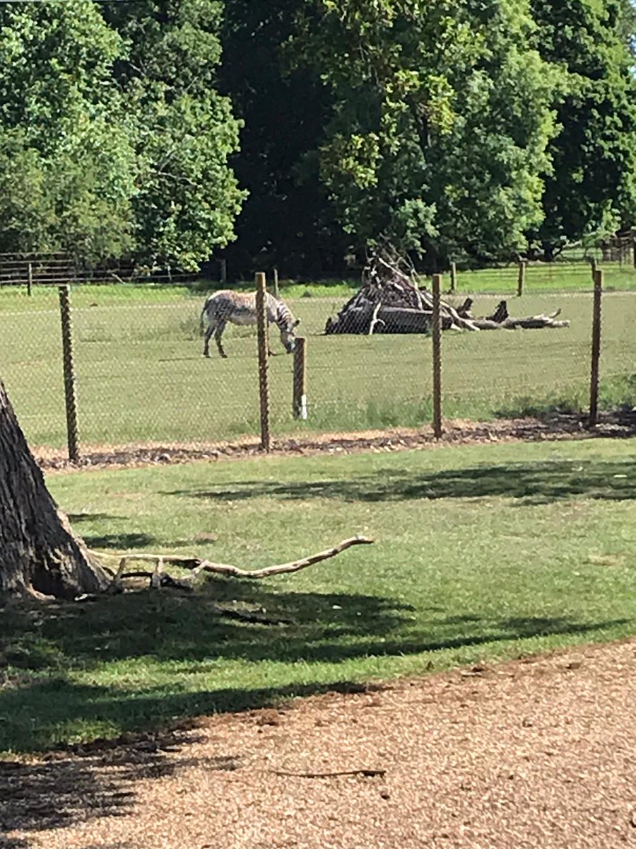 ListersGeo's tweet photo. Pictures sent in from a member of our team on their family walk in the beautiful weather at the weekend. 

The walk is on a public footpath that goes around Woburn safari park and you can still see the animals. 🦓🐘🦒

Lovely woods and views. Well worth a wander! https://t.co/6S9LxKoFHV