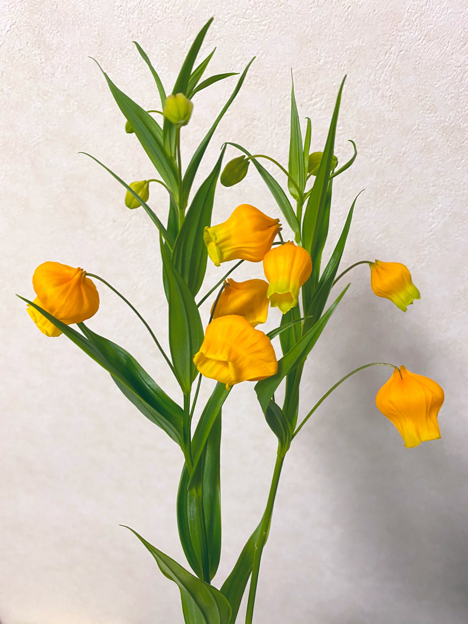 よく眠るえれみ 年金 今日も病院に行けたのでお花を買ってきました 親指の先くらいの 可愛いお花です サンダソニア サンダーソニア 別名 チャイニーズランタン クリスマスベル クリスマスランタン 花言葉 福音 祝福 祈り 信頼 共感 可憐