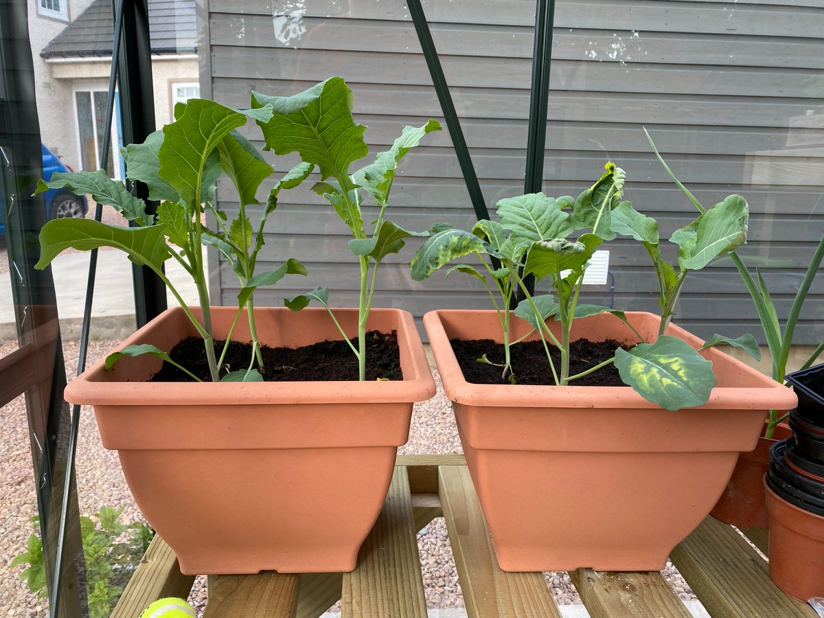 SASutherland's tweet image. Another #LockdownExperiment with @InteragroUK   Broccoli on the left received 2 sprays of Bridgeway, less stress, and a healthier looking plant!