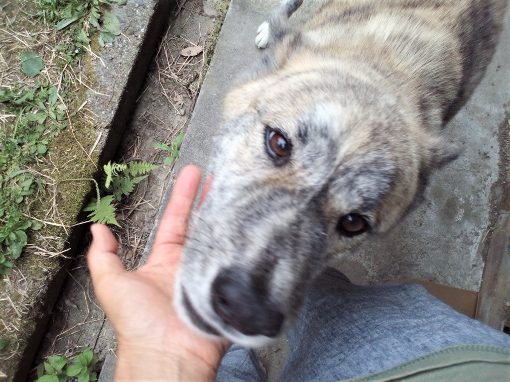 ট ইট র ドッグウォーカー博士 犬と一緒におやつを食べる という記事をアップしました ブログ ドッグウォーカー博士のスローライフ T Co Cljs0enski 犬 秋田犬 犬がいる暮らし 犬のしつけ Akitadog Akita Akitainu T Co 8rxvciphwe