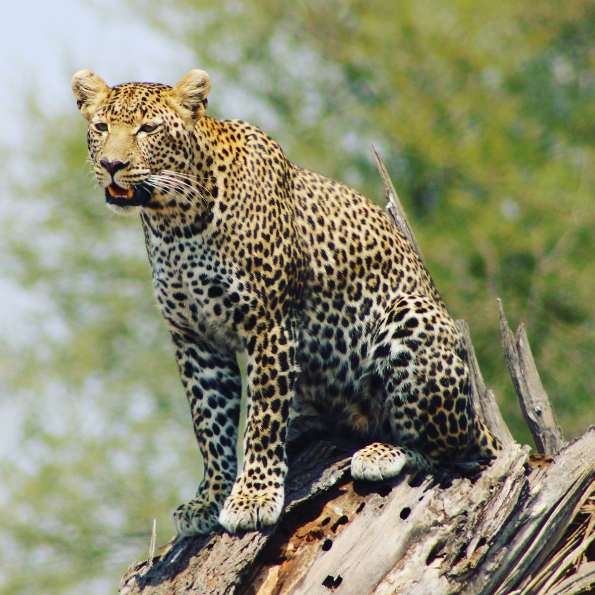 BushdriftersTz's tweet photo. Safari in Tanzania
#WednesdayWisdom 
#BlackLivesMattter 
#Safari https://t.co/Z3dCATTgTU