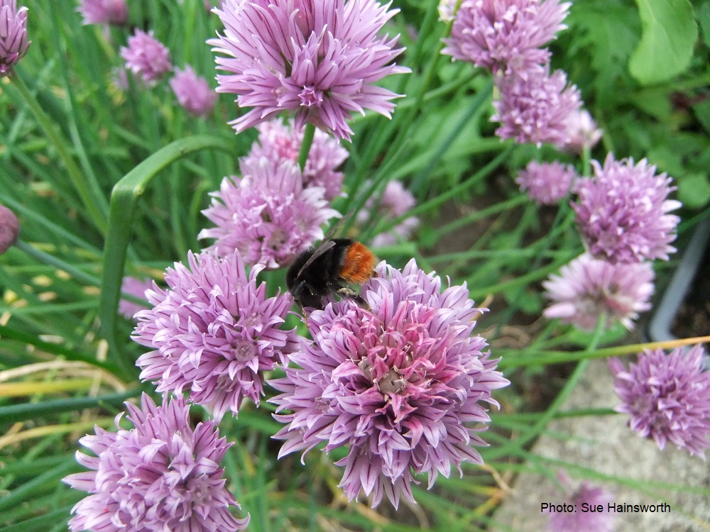 BumblebeeTrust's tweet photo. Do you want to be part of an exciting and buzzing team? We have two new job vacancies! Head of Conservation &amp; Science and an Executive Support Officer to the CEO. Closing date 12 June 2020. Full details: https://t.co/dDMilifmhv #conservationjobs #wildlifejob @ConservCareers https://t.co/hCTYtN7KOL