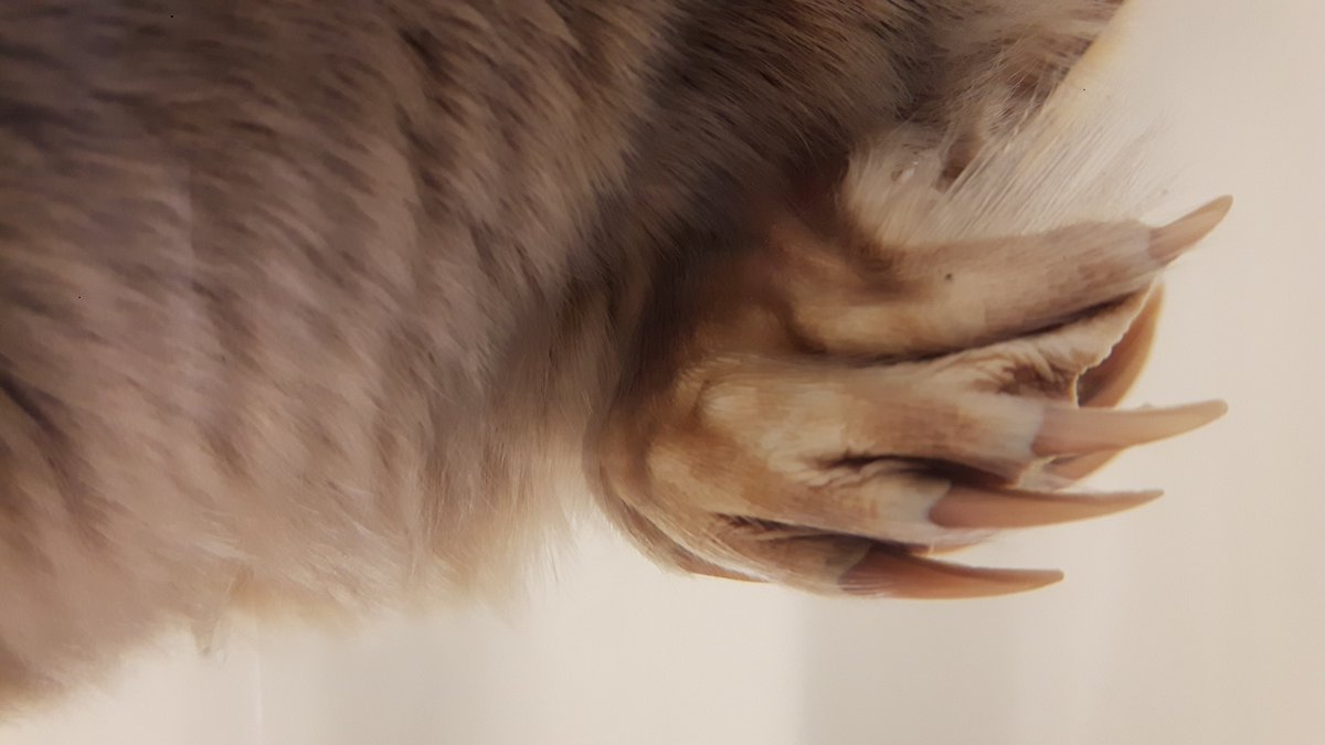 JackDAshby's tweet photo. It's 🔎#CloseUpQuiz🔍 time! What animal do you think these claws belong to?

Have a guess. The answer will be posted at 4pm BST.
#MuseumFromHome #NHlockdown https://t.co/4KVIJYrz8v