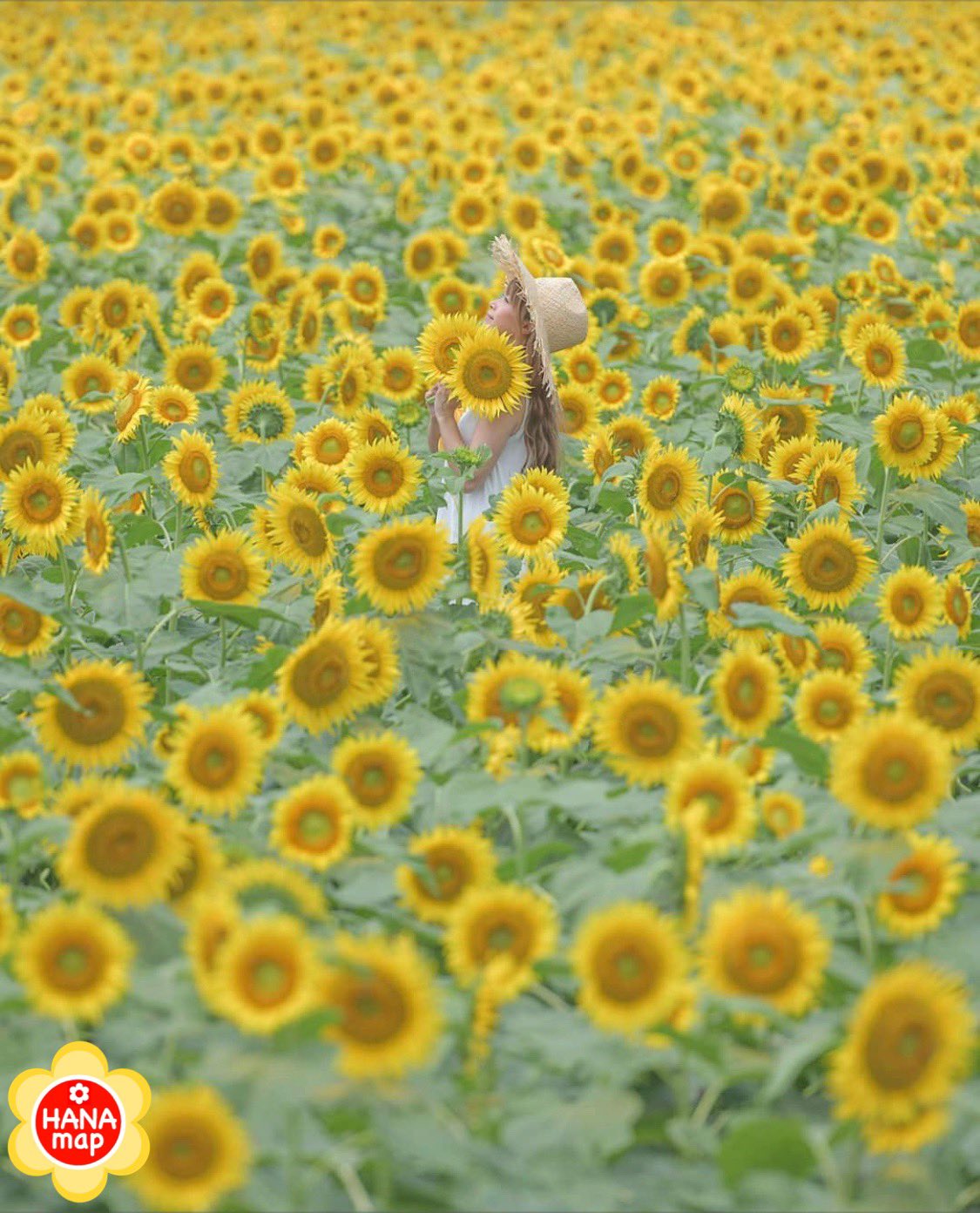 はなまっぷ 日本の美しい花風景 Aloha Ys さんの 心に残る花風景に花まるを 人々の心にも花が咲く日本の 美しい花風景をありがとうございます 栃木 野木町 Nogi Tochigi Pref ヒマワリの花言葉 あなたを見つめる 愛慕 T Co はなまっぷ 日本の美しい花風景 Aloha Ys さんの 心に残る花風景に花まるを 人々の心にも花が咲く日本の 美しい花風景をありがとうございます 栃木 野木町 Nogi Tochigi Pref ヒマワリの花言葉 あなたを見つめる 愛慕 T Co