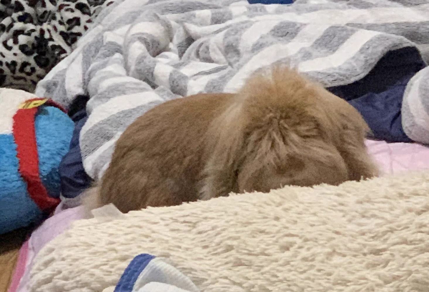 @ru_ruru831 毛も異常に成長したらこんななるかも...😶 