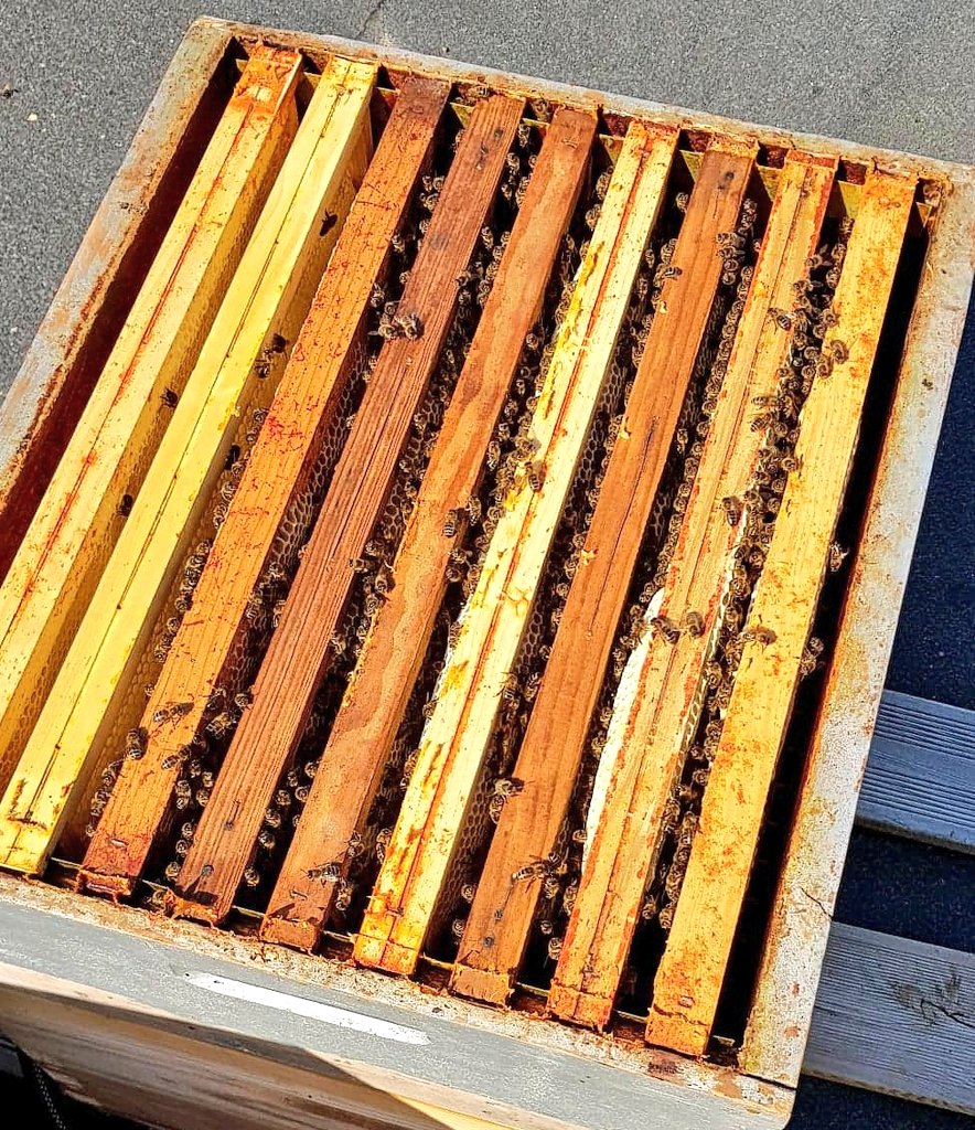 Inolya's tweet photo. 🐝 Inolya s'engage pour la préservation des abeilles et de la biodiversité : notre partenaire @uibieapiculture a récolté le miel issu des 5 ruches installées en juin dernier sur le toit du @FjtSanson à #Caen. #RSE #biodiversite #environnement #bailleursocial https://t.co/trexCht4M3