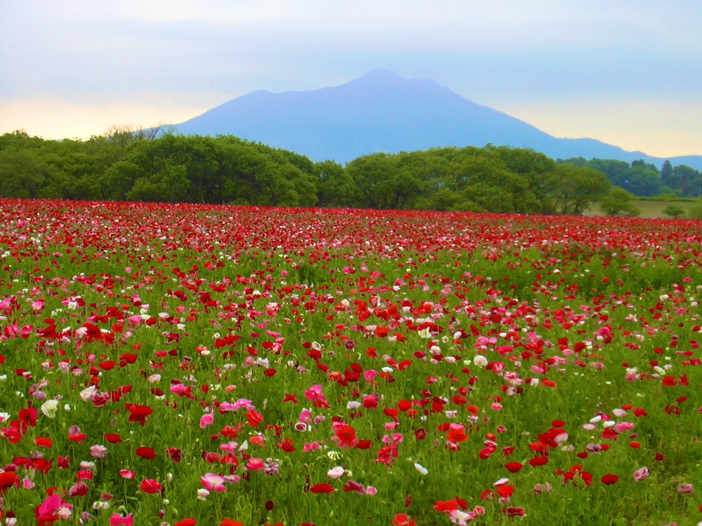 ふみ 茨城県下妻市の小貝川ふれあい公園のポピー 06年5月26日撮影 筑波山とポピーの組み合わせ 河川敷の広大な公園でした 今日は朝晩は涼しいですが 日中に 仕事で外出すると暑い 今日は会社への出社でした 通勤電車もだんだんと 混んでき