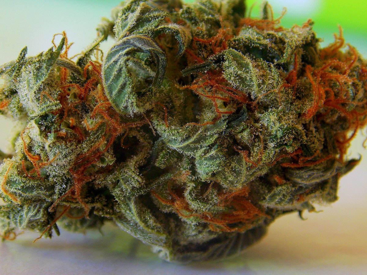 MICannabisLaw1's tweet photo. Here at the Michigan Cannabis Lawyers, we want to help you get your #MMFLA license in Michigan. Contact us today 517-512-5364 https://t.co/1ZtktAnB9b https://t.co/AKhOKSmR16