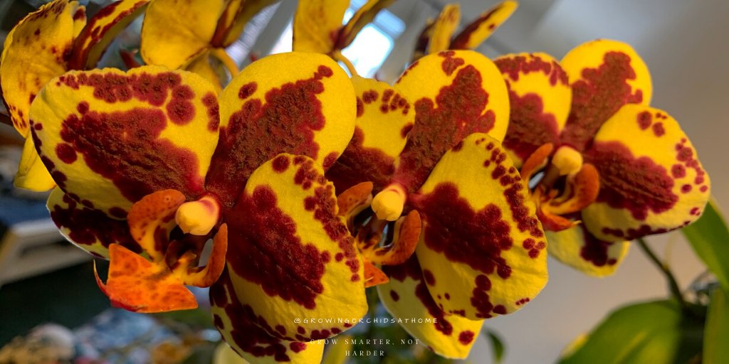 My #NOID #phalaenopsis crew don't care what season it is. We get regular night temp drops here. Love the bloom texture &amp; this is my best rebloom display so far! #growingorchidsathome #GOAH #semihydro #leca #orchidcommunitychatter #orchids #homegrownorchids #orchidsoftwitter