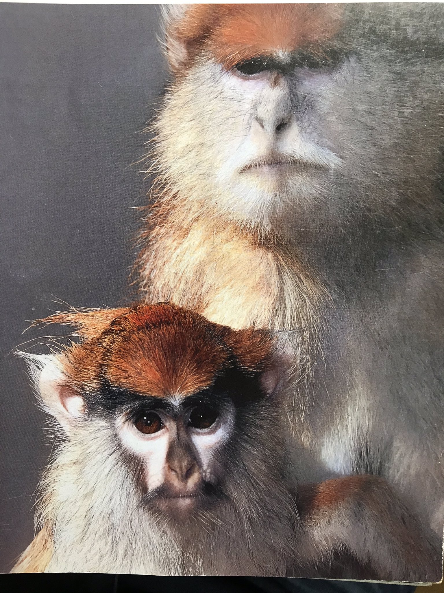 神山 拓海（かみやん） on Twitter 