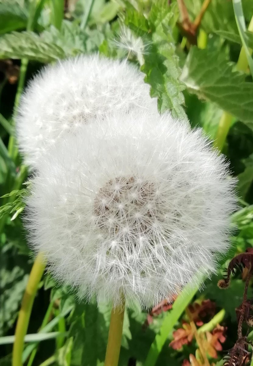 SPC_ArtDesign's tweet photo. Well done to our Year 8 pupil @SPC_ArtDesign who has certainly delivered an excellent digital picture of a #dandelion flower head as part of a recent HW challenge! The big sculpture near the Royal Victoria Hospital looks a little like this natural form. #Research #Natureinspires https://t.co/XwYZE7qLYq