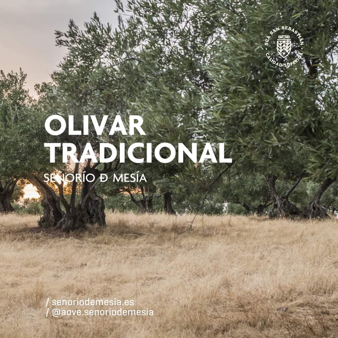 🌳  Señorío de Mesía en sus gamas: cosecha temprana, ecológico o virgen extra clásico es cultivada en olivar tradicional de La Guardia de Jaén 💚  Es por eso que el resultado es un AOVE exquisito, de categoría superior, y de variedad 👉  100% picual de Jaén.