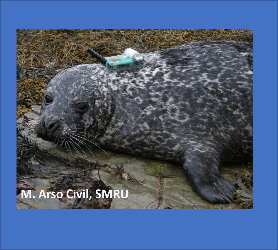 _SMRU_'s tweet image. NEW PAPER: Genetic, tracking data and UK-wide harbour seal population trends indicate the local declines in Scotland are associated with changes across the wider Scottish population (northern metapopulation) @RSocPublishing @NERCscience 🦭

royalsocietypublishing.org/doi/10.1098/rs…