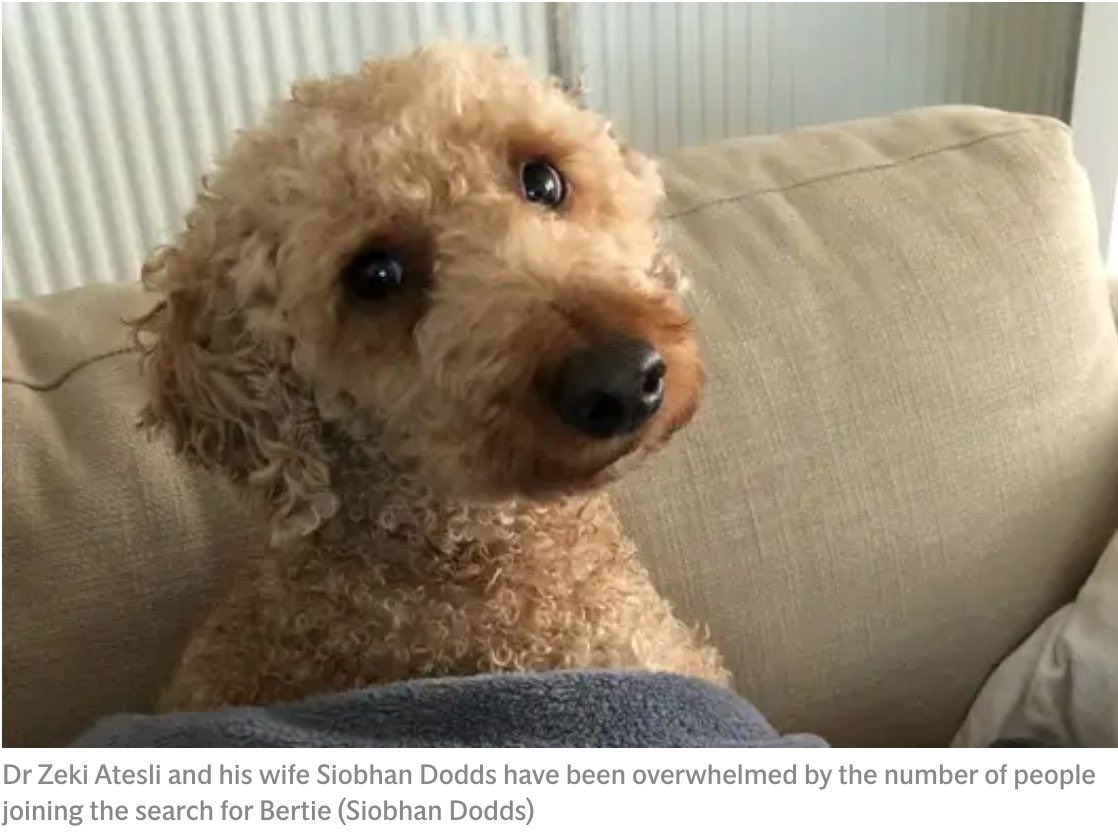 bertie_is's tweet image. Is he hungry? Thirsty? Frightened? Hurt? Trapped?
Please help us #FindBertie 
We miss him so very painfully 💔 #bhafc @OfficialBHAFC 
We just need 1 📞to get him home to his devoted family 🙏