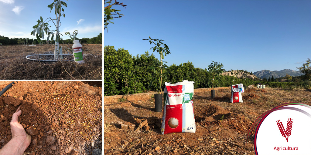 icliberiaagro's tweet photo. Éxito del primer #webinar en directo en campo de ICL en cultivo de #aguacate donde mostramos su trasplante con el uso de fertilizantes de #liberacióncontrolada y #agentehumectante #H2Flo versus la práctica habitual
🥑 ¡Gracias por asistir! 🥑
Más info ➡ https://t.co/CFmZ7MxNYm https://t.co/xSJBKwHyTM