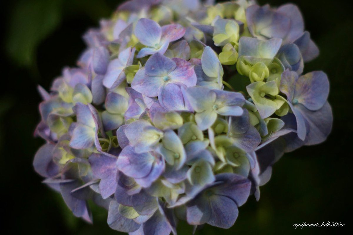 swakkyz's tweet photo. #オールドレンズ
#紫陽花
#あじさい
#西佐古あじさい街道
#おしゃんぽ 
#canon 
#eos7dmarkⅡ
#supertakumar
#supertakumar55mmf18
#japan_bestsunset 
#loves_nippon 
#art_of_japan_ 
#art_of_japan
#japan_of_insta
#lovers_nippon
#japan_photo_now
#japan_waphoto
#写真好きな人と繋がりたい https://t.co/KynnZnzogw