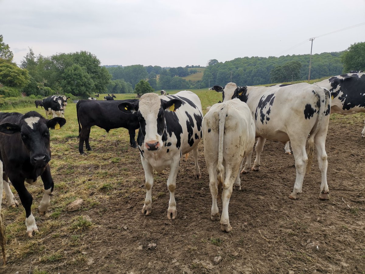 lazyperfection's tweet photo. A damp countryside run this morning, enjoying the smells of the trees and other vegetation after the fresh rainfall #30dayswild #wildlifetrusts #running #wiltshirerunner #countryrun #exercise #cows #cowsinthefield @WildlifeTrusts https://t.co/KUuRdrghzC