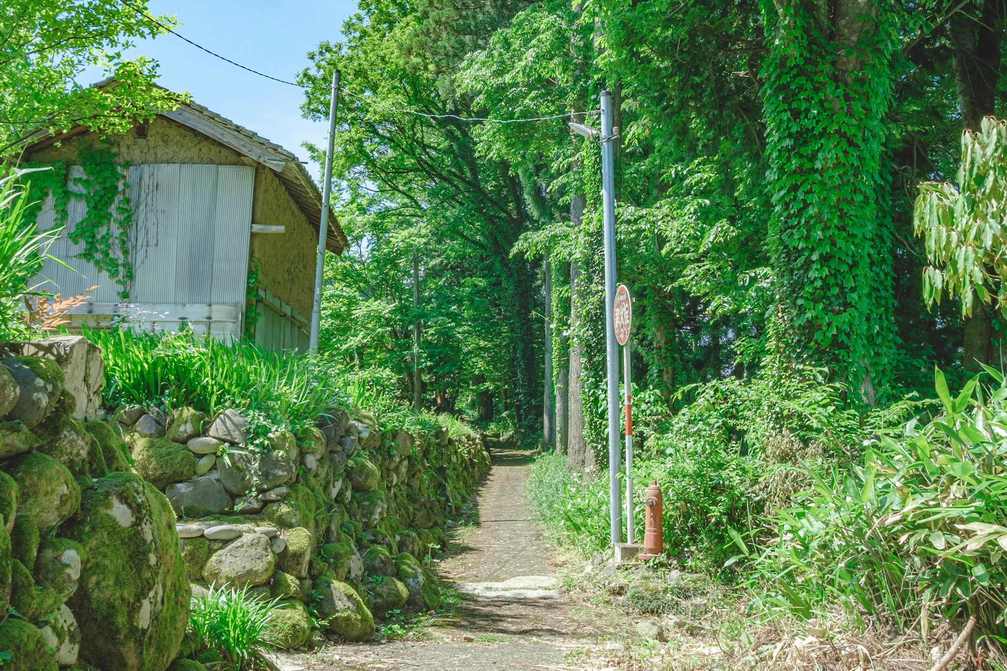 懐かしく美しい夏の景色！今にもセミの声が聞こえそう！