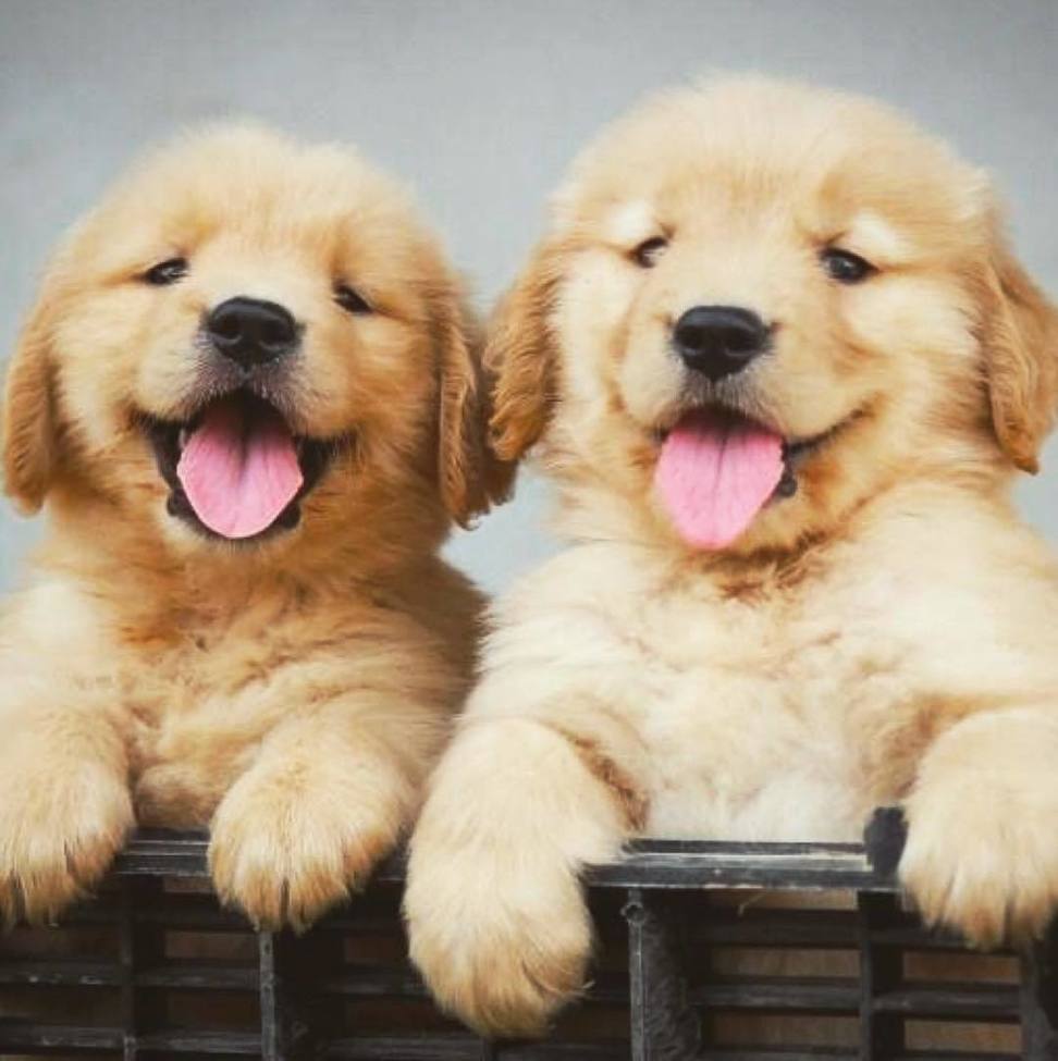 Oh Yes Retriever (@ohyesretriever) on Twitter photo 