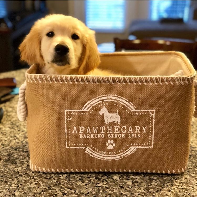 Oh Yes Retriever (@ohyesretriever) on Twitter photo 