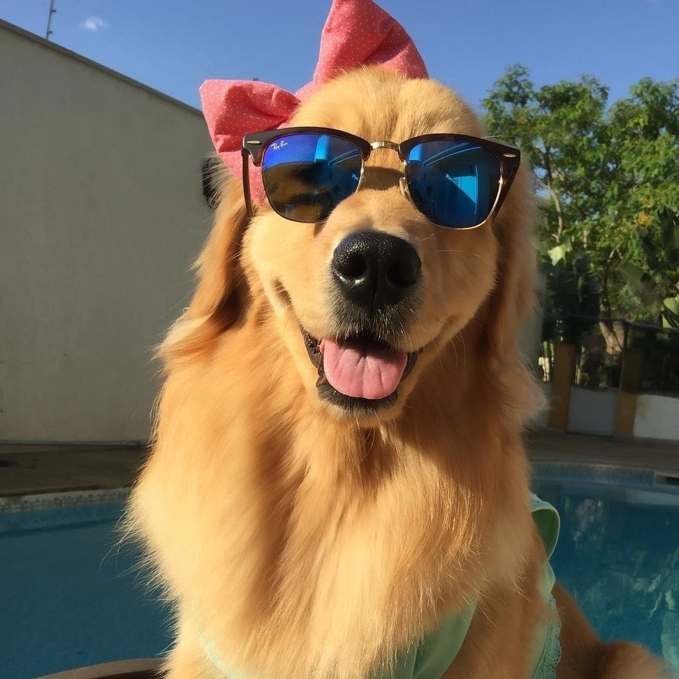 Oh Yes Retriever (@ohyesretriever) on Twitter photo 