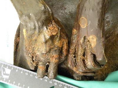 En la historia de España se cometieron muchos asesinatos que se ocultaron, el de Prim continúa ocultándose