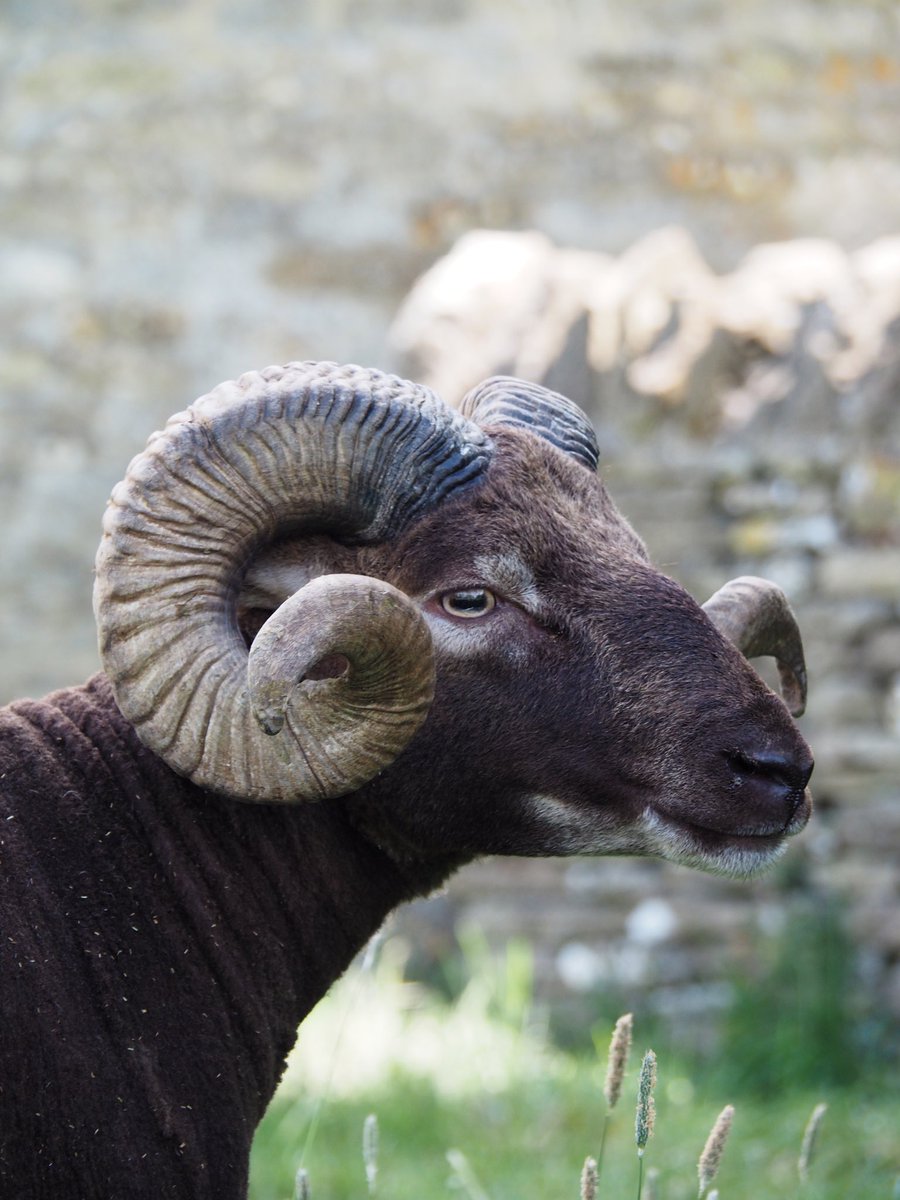 LoopyEwes's tweet photo. My Castlemilk Moorit tup Monty is looking very smart with his new hair cut. I always think the horns on the rams look bigger and more impressive after they’ve been sheared. #gonative #nativebreeds #championwool #shepherdslife https://t.co/9WKWrKOEOU