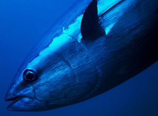 mscemportugal's tweet photo. Atualmente, 28% das capturas mundiais de #atum estão certificadas de acordo com o Padrão de Pesca #Sustentável do MSC. Por isso, queremos agradecer ao setor da pesca e cadeia de valor pelo seu compromisso com o selo azul.

 #pescasustentavel #marparasempre #pensaazul https://t.co/5X9li647IW