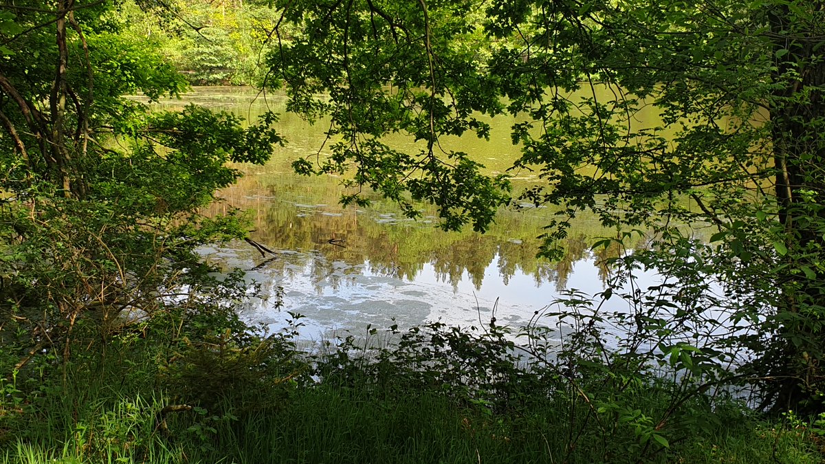 Poerlitzer03's tweet photo. #Wanderung zum Altwipfrateich ist immer wieder ein Erlebnis für #Naturfreunde.
Der Rundwanderweg bei #Ilmenau und ie vielen anderen Wege bis hin zur #Talsperre #Heyda und das #Wipfratal sind auch für #Radfahrer zu empfehlen.
https://t.co/TCwCUmYPy5
#Thüringen #thuringia @mdr_th https://t.co/xhLcZfgLQ4