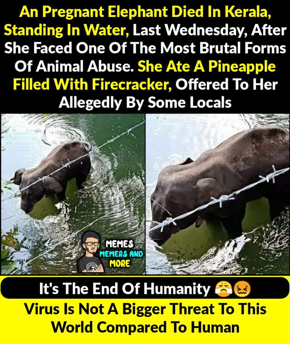 SocialOmkar's tweet image. देखो कहीं इधर उधर ही फिर रही होगी मक्कारी,
क्योंकि, 
इंसानियत मर गई है अब शायद...
#Elephant #keralaelephant #endofhumanity