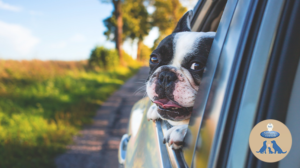 NHPetfood's tweet photo. Love this photo!😆🐶

#wednesdaymorning #wednesdaythoughts #photooftheday  #doglife #dogoftheday #happydog #doglifeisgood #dogsmile #NaturesHarvest #FriendsofNH https://t.co/2FlcVdML2W