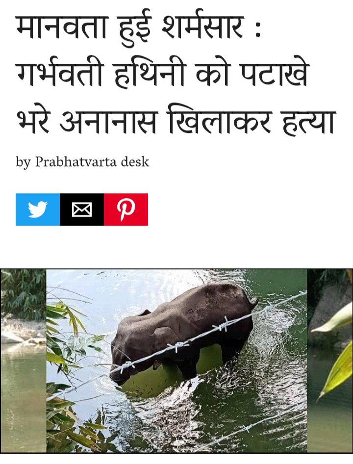 AktanwarAmit's tweet photo. केरल में कुछ बदमाशों ने हथिनी को विस्‍फोटकों से भरे फल दिए। खाते वक्‍त धमाका हुआ और हथिनी घायल हो गई। करीब एक हफ्ते तक वह तड़पती रही, फिर दम तोड़ दिया।
#cmokerala #pmoindia https://t.co/8M9v4IznwF