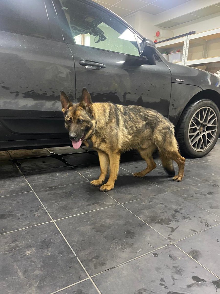 Люди! Максимальный ретвит! Найден кобель немца! Мытищи-Красноармейск! Ищем хозяев