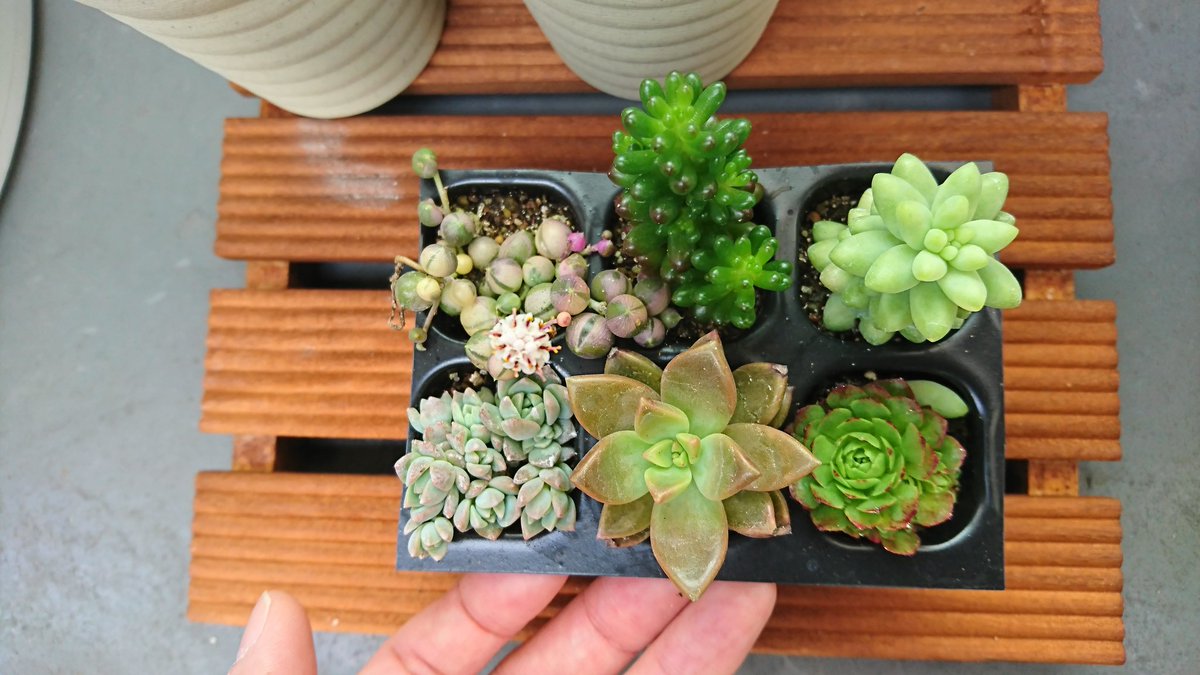 ブルーな蟲 1 4kg 昨日届いたの今朝撮影 おまかせ６株の寄せ植えセット 右上がビアホップぽくて下真ん中はブロンズ姫ぽいけど 多肉は似てるの多いみたいだからなあ