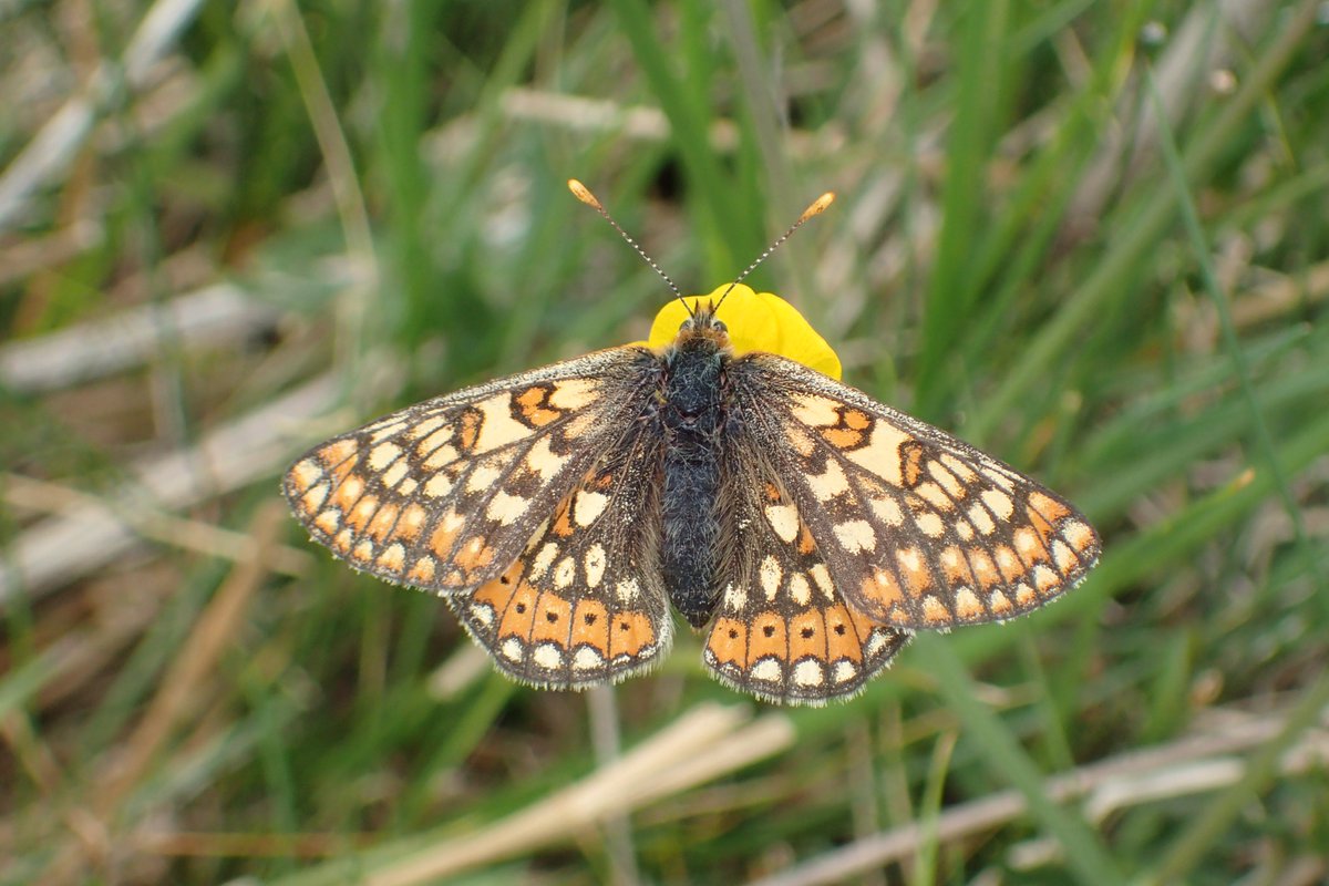 I was surprised and delighted to see this single Marsh Fritillary at <a href="/cumbriawildlife/">CumbriaWildlifeTrust</a> Trust's #EycottHill Nature Reserve yesterday. The fabulous weather seems to be aiding the dispersal of this and other very localised insects