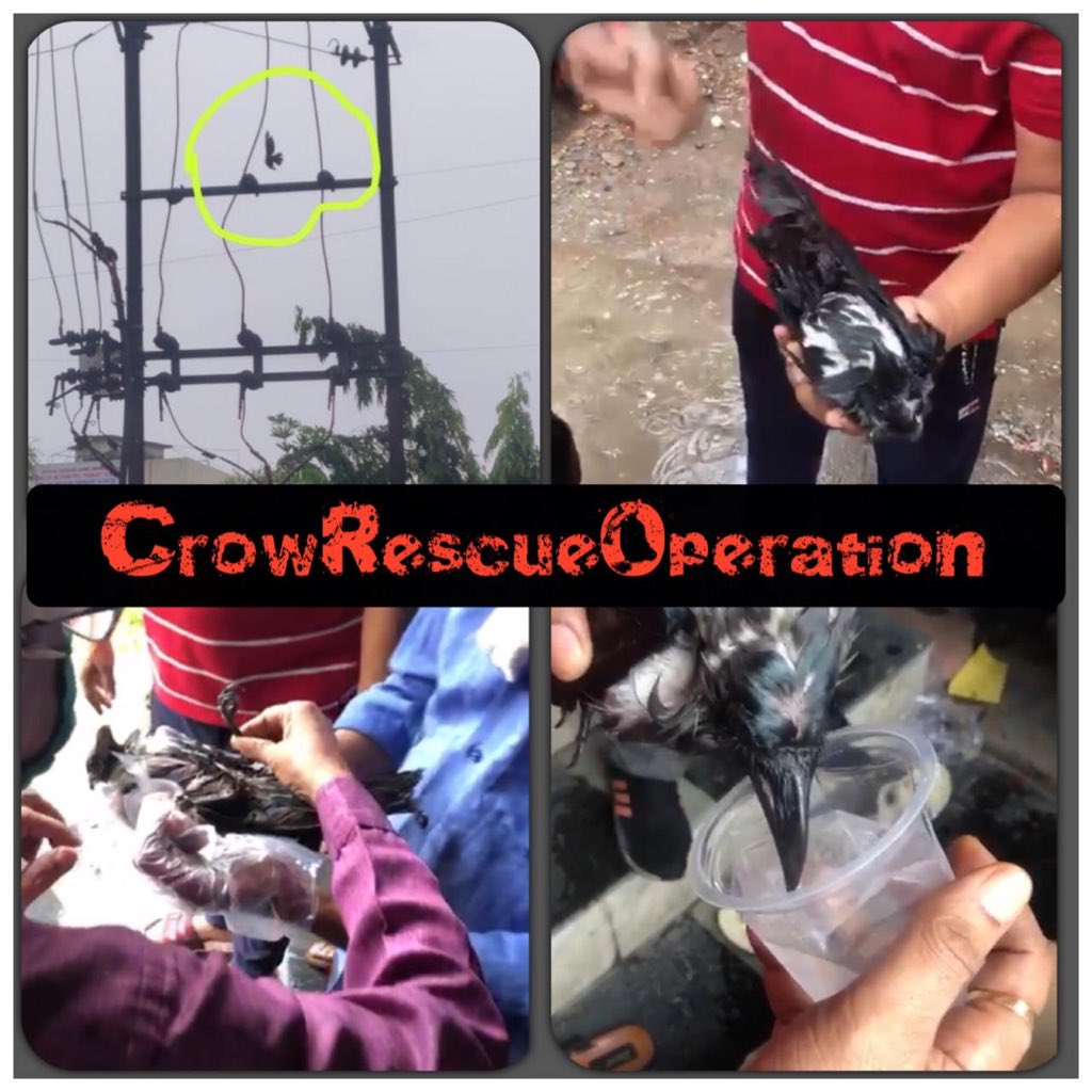 DivyaJa69299860's tweet photo. *#CrowRescueOperation*
Today(3-6-2020) in front of shir Aaradhna jain bhavan bhiwandi we found a crow hanging on the electric pole! Thanks to BNCMC Team, Torrent Power Team, Shri AshokJI  Palrecha, Shri DilipJI  Kothari, Alert Animal Ambulance and Jeevdaya team. https://t.co/Yxwf2xBnvt