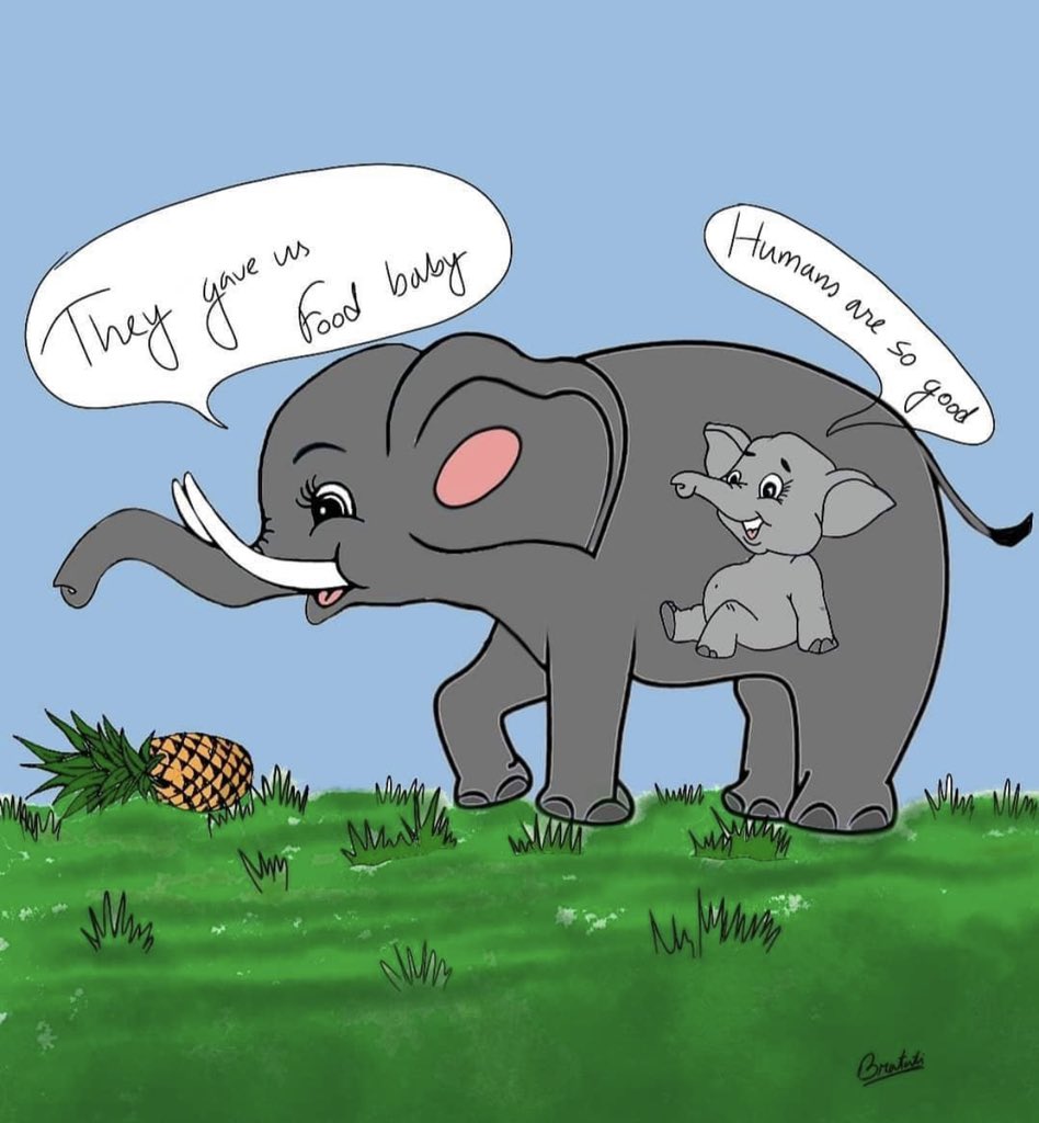#ElephantHer last word may be " You are lucky my child that you are not going see the people like this." 😔
Animals are more loyal than human thats why she trusted on human.
#Elephants