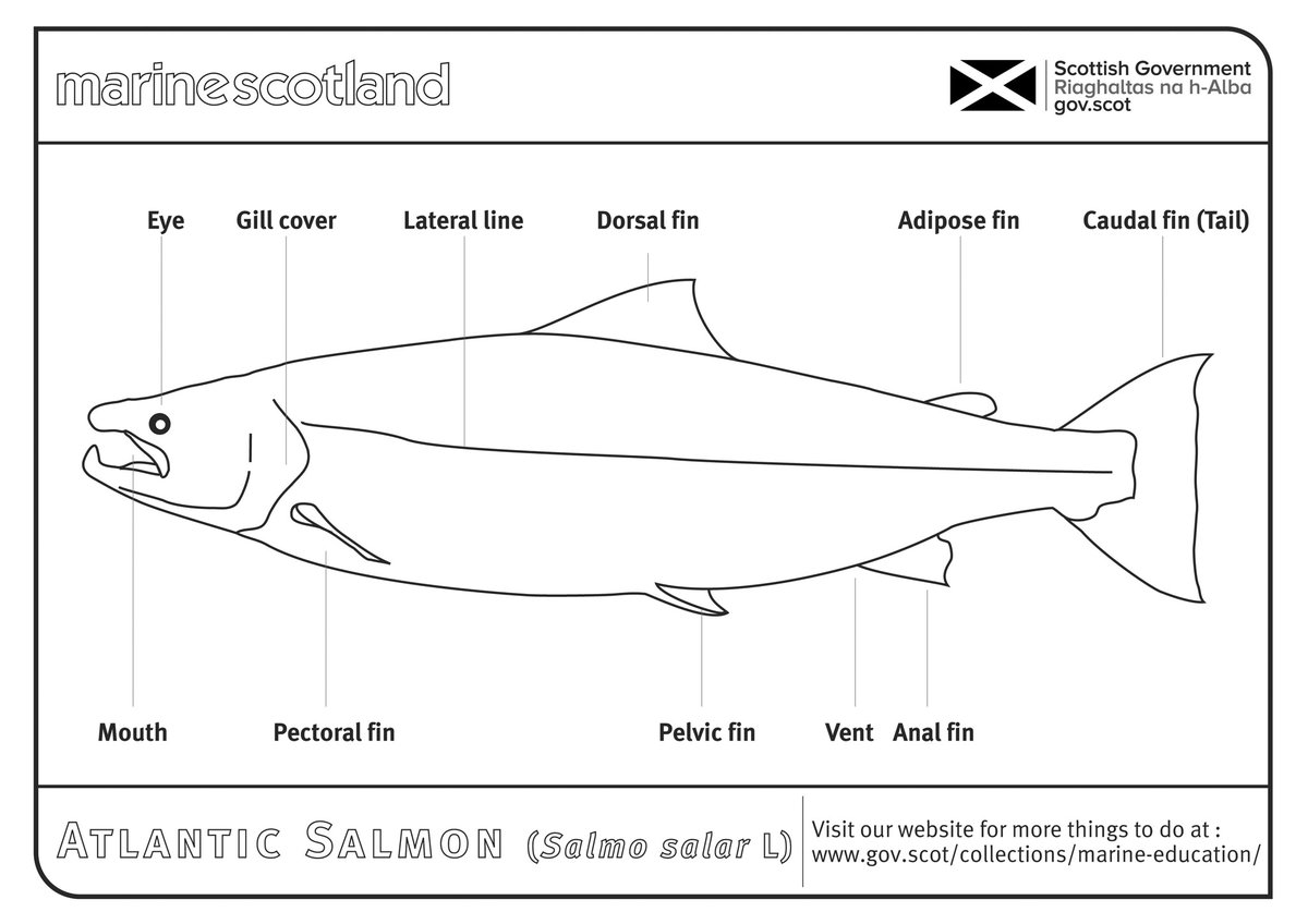 ScotGovMarine's tweet photo. This week our #MShomeschooling activity is looking at the different parts of an Atlantic Salmon 🐟 👀💯

Find this &amp; lots more on Flickr 👉 https://t.co/Fd8yjzeyzy and our website 💻🖍️✍️

#YCW2020 @ScotGovEdu @GreenerScotland @STEMAmbassadors @EducationScot https://t.co/m5ppQn5iKk