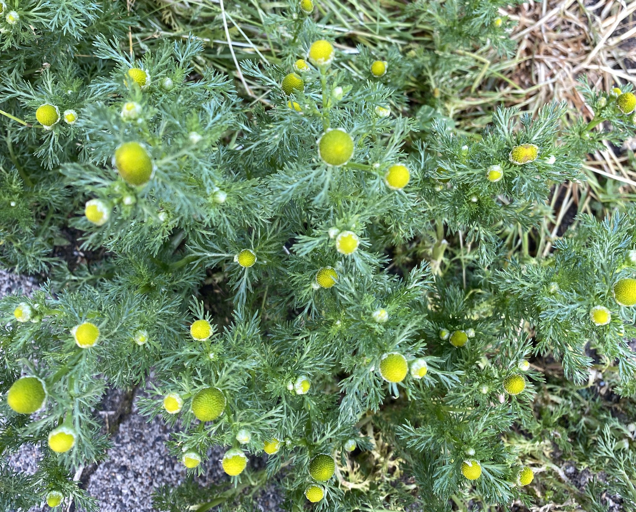 なな いつもの人 パイナップルみたいな匂いする花 花 実 これは一体 この花の名前を教えてください T Co Ej7fppfzxp Twitter