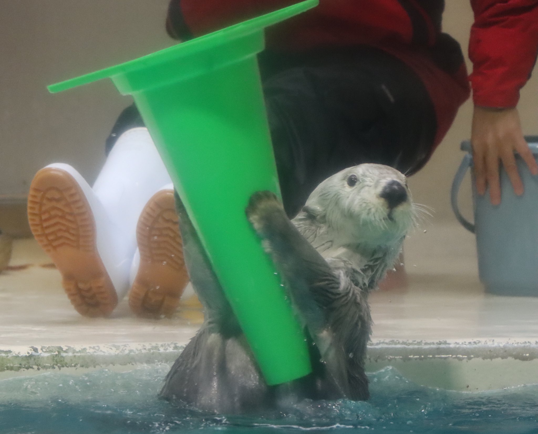 あろう Auf Twitter 個人的に今日のおもしろ写真はこの1枚かな 謎ポーズメイちゃん 鳥羽水族館 メイちゃん ラッコ けもフレラッコ部 T Co Mcyfnb3zdx Twitter