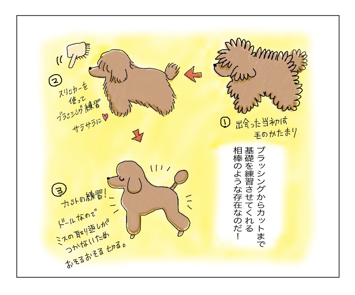しっぽをみるヒト トリマーのぽこです 大事なワンちゃんを美しく健康的に 大変だけどとっても楽しいお仕事です トリマーってこんな感じなんだ を 専門学生時代 トリマーデビュー通して お伝えしていきたいです トリマー トリマーあるある