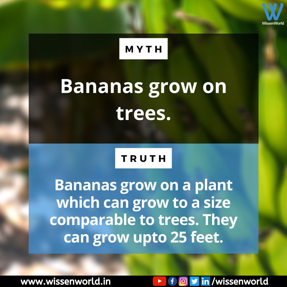 WissenWorld's tweet photo. Yes, your delicious banana chips grow on a plant! #WisTruth
.
#WissenWorld #WW #science #STEM #electronics #physics #chemistry #biology #maths #engineering #technology #robotics #knowledge #innovation #research #website #learning #education #tutorial #blogs #articles #truth #myth https://t.co/FGrQ3BFt1F