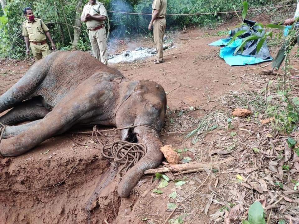 iam_payel's tweet photo. @PMOIndia Respected prime minister,
  I am sure that the pregnant elephant case at malappuram has not escaped your ruthful attention. These frequent incidents can extinct wildlife and wilderness someday sooner or later. Iam hoping for a legitimate exemplary action to the accused. https://t.co/sfHdcYzNvo