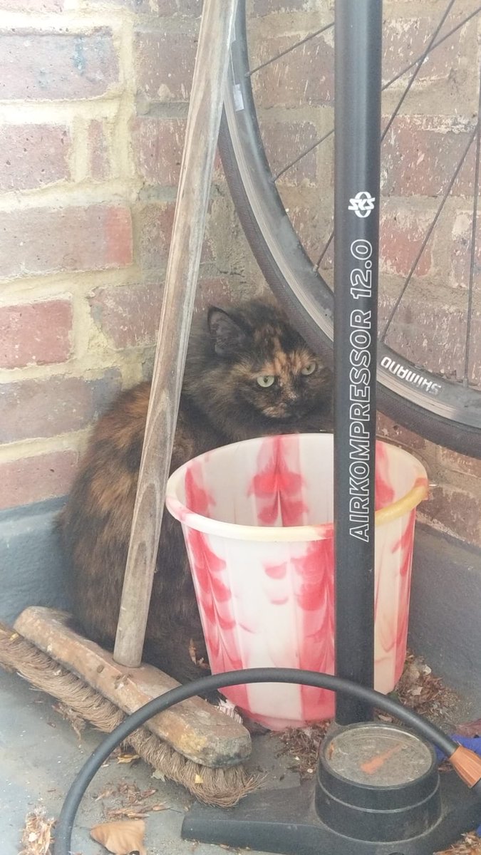 deisesam's tweet image. @heartstreatham Lost cat wandered into a flat in Sackville Estate, Streatham. Didn’t stay inside and is now hiding outside.