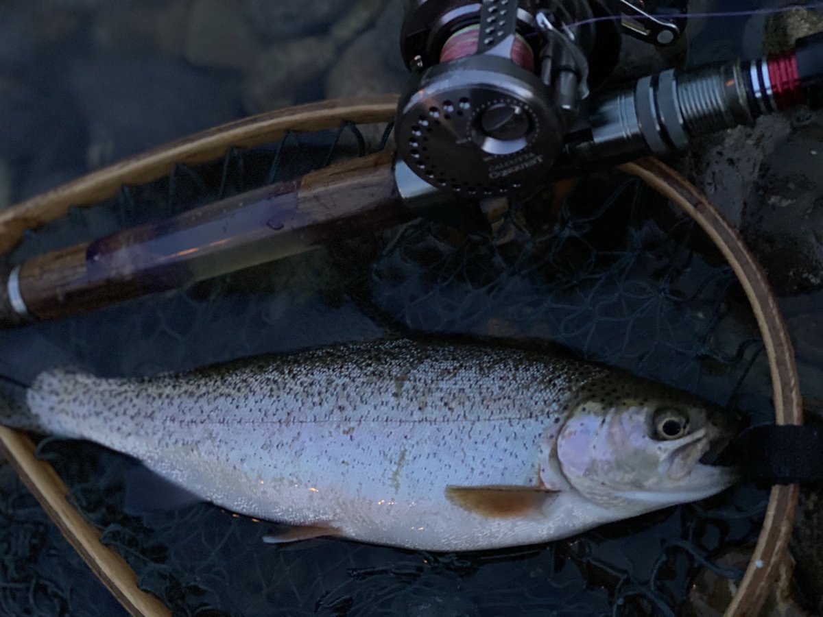 Hideaki Kikuchi 日も落ちかけに元気の良いニジさん ニジマス Rainbowtrout 十勝 北海道 シマノ カルカッタコンクエストbfs ベイトフィネス ルアーフィッシング ミノーイング Lurefishing Trout Hokkaido 自作ロッド Originalrod ウッド